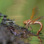 Aeshna grandis - šídlo velké