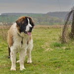 Dotaz