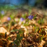 zase jedna mazanice :)