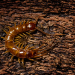 Lithobius forficatus