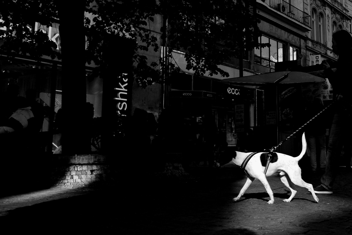 Světla stíny (VIII)