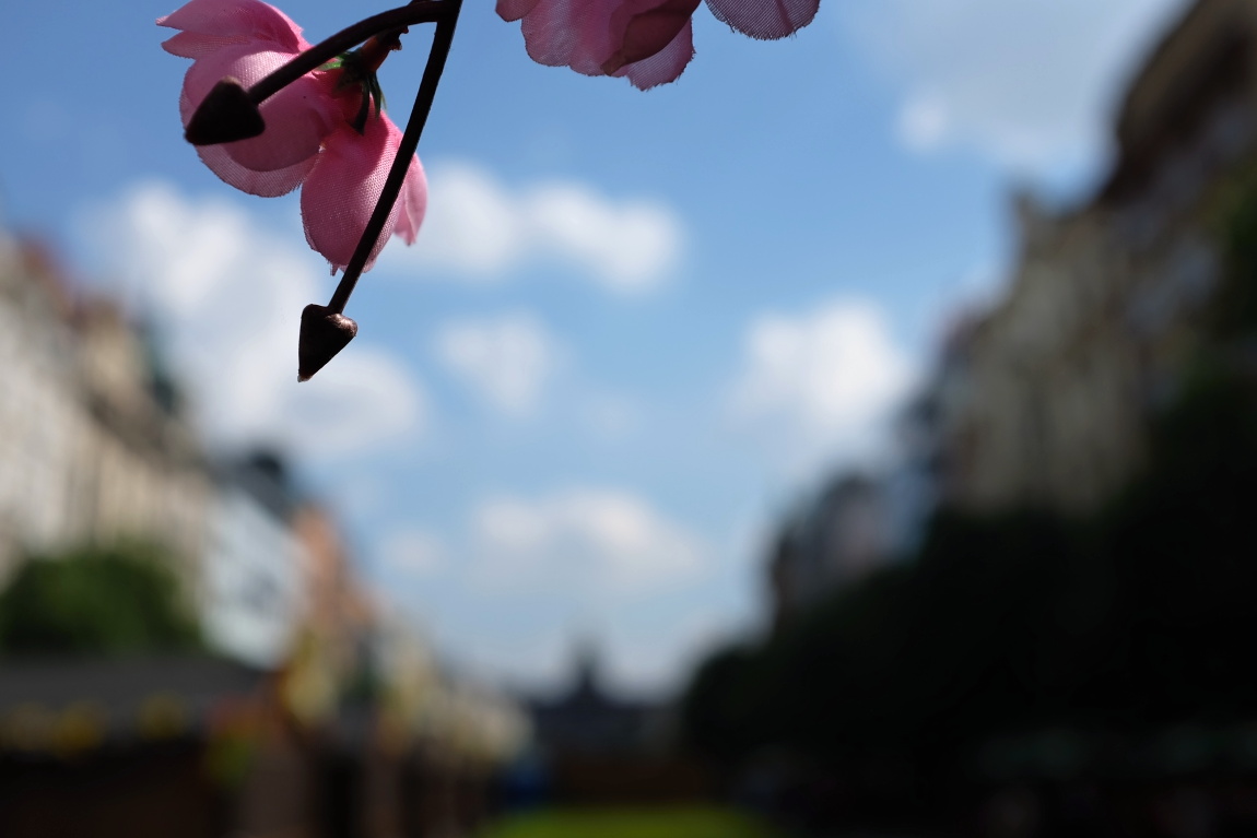 Haluz Václavská - ano poněkud umělá