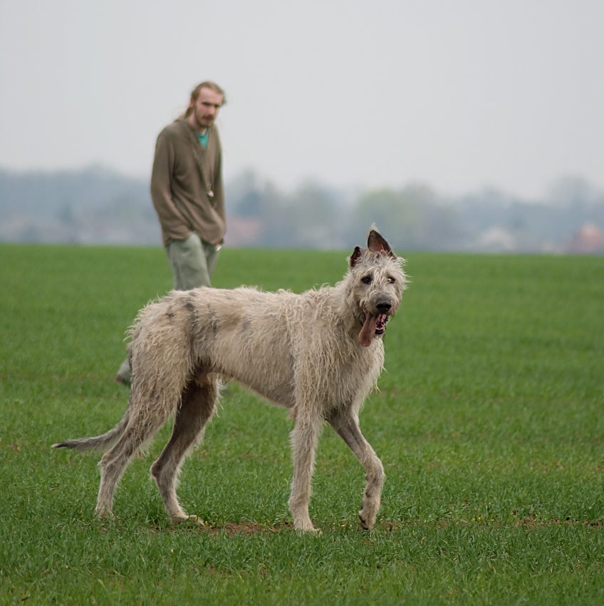 Pes baskervillský :)