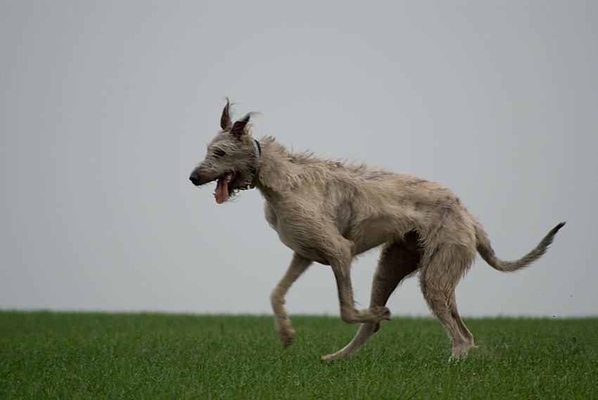 Pes baskervillský 2  :)