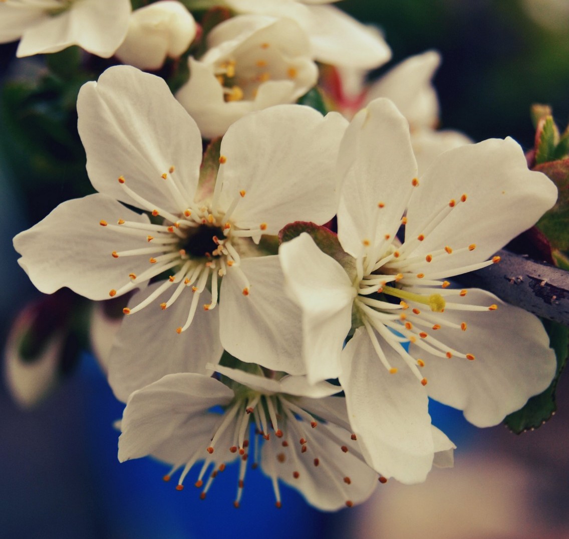 blossoming.