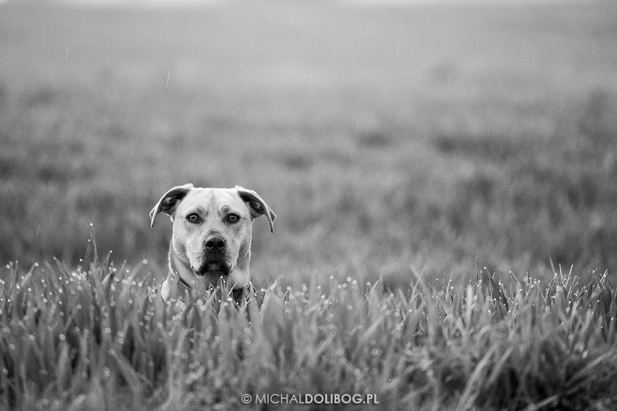 My dog "TINA" part 1.