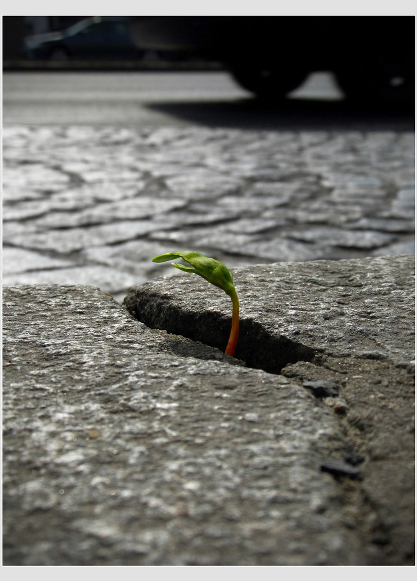 Příroda vs. město