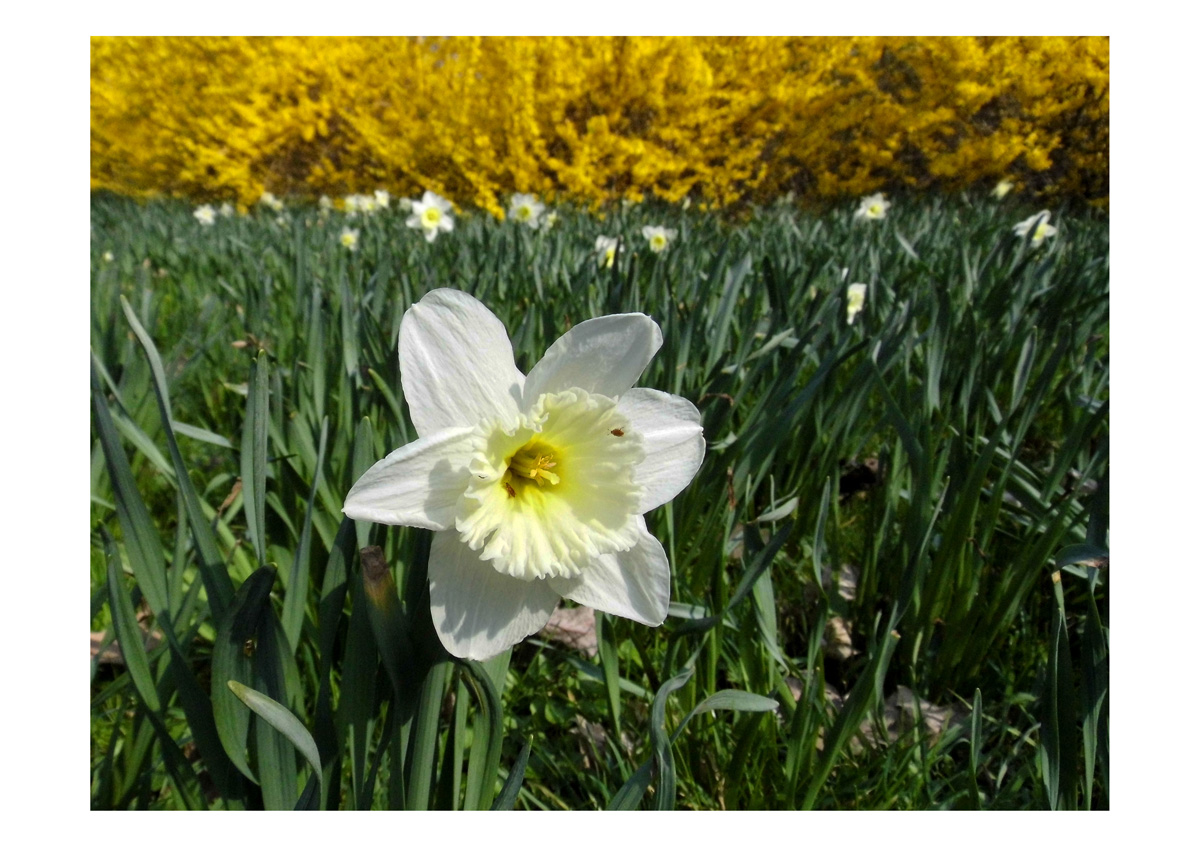 Narcis