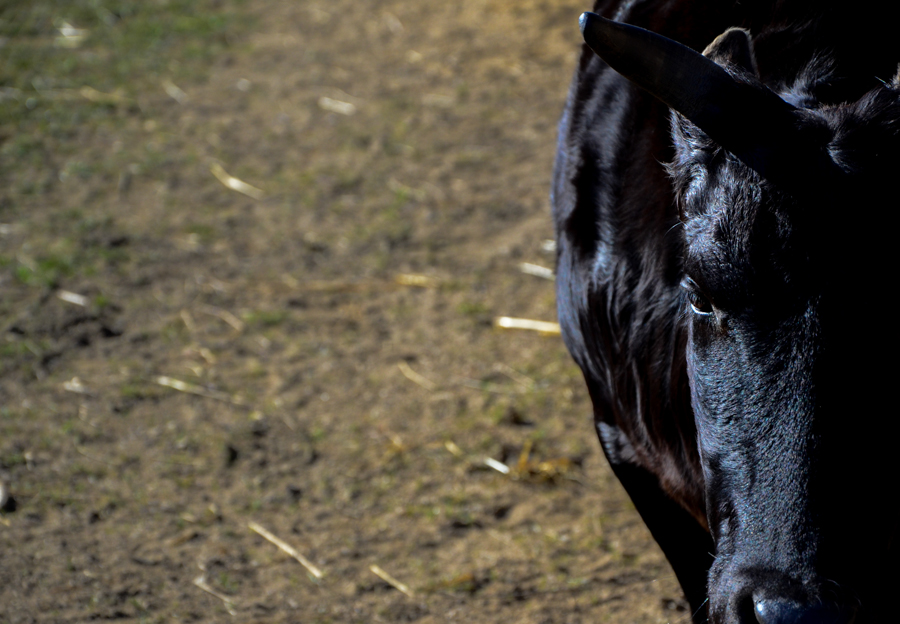 Black bull