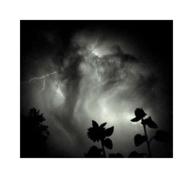 slunecnice seznamujici se s bleskem