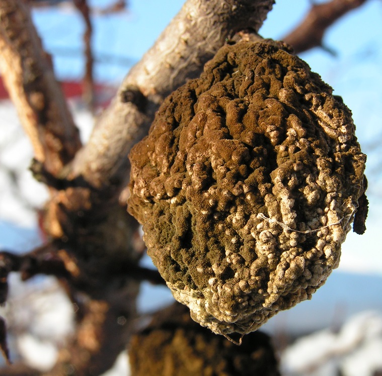 Zapomenutá švestka