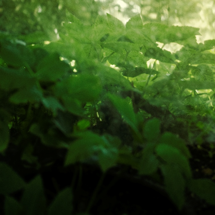 green mirror