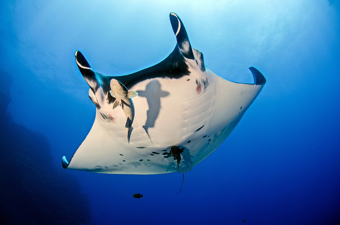 Manta birostris