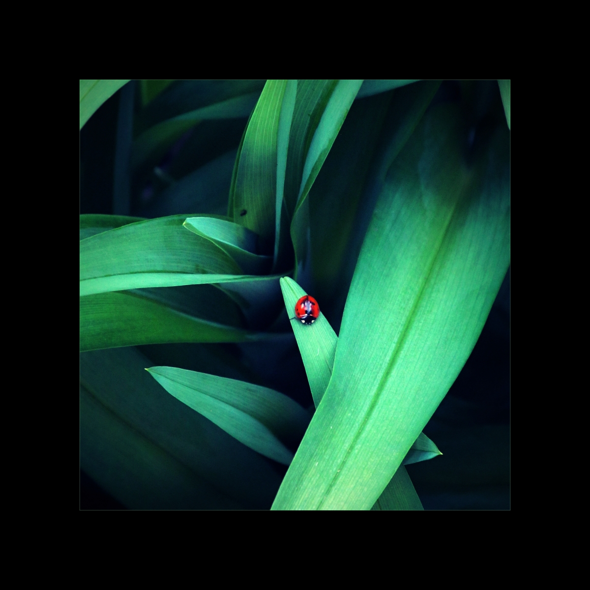 Red dot ...
