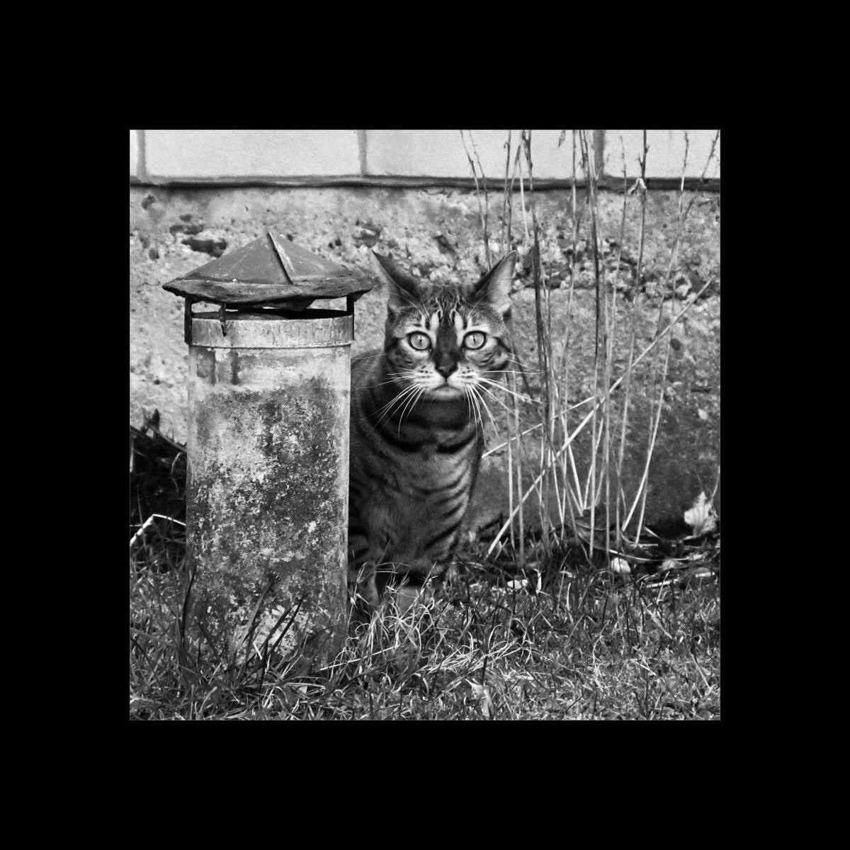 Kočičí pohled ...