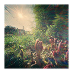 moje letošní pivoňky