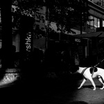 Světla stíny (VIII)