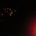 Haluz v protisvětle