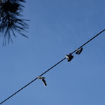 Haluz s botama na drátě