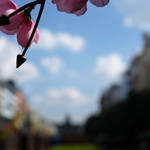 Haluz Václavská - ano poněkud umělá