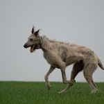 Pes baskervillský 2  :)