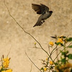 Na poslední chvíli ...