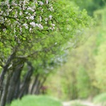 Jabloňovou alejí ...