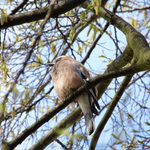 Hlídačka v zahradách PřF