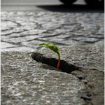 Příroda vs. město