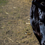 Black bull