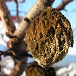 Zapomenutá švestka