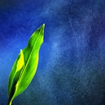 ...obraz z vody II...