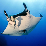 Manta birostris