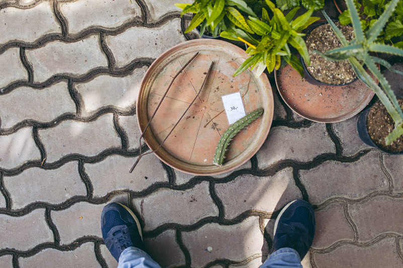 Pozvedněte své kaktusy vstříc novým zítřkům