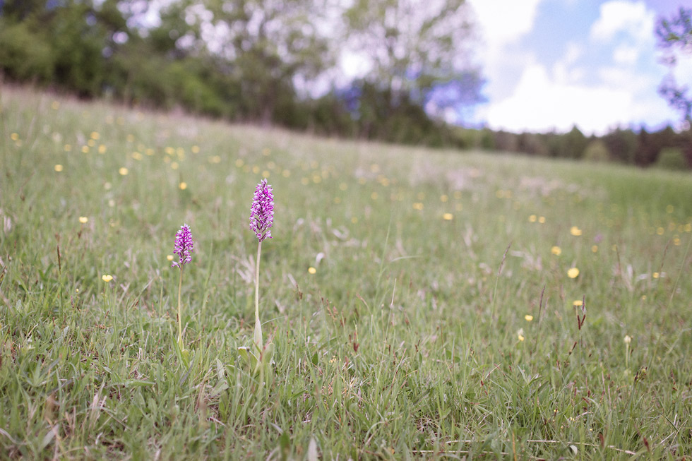 Jak jsem fotil orchideje