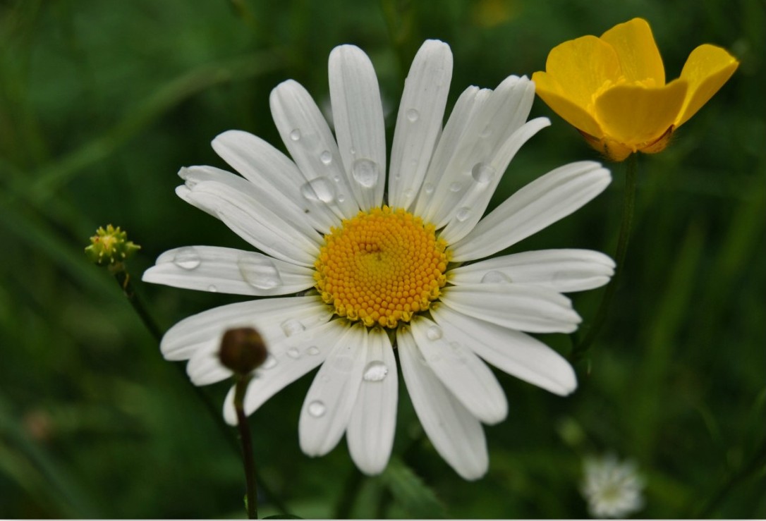 marguerite.