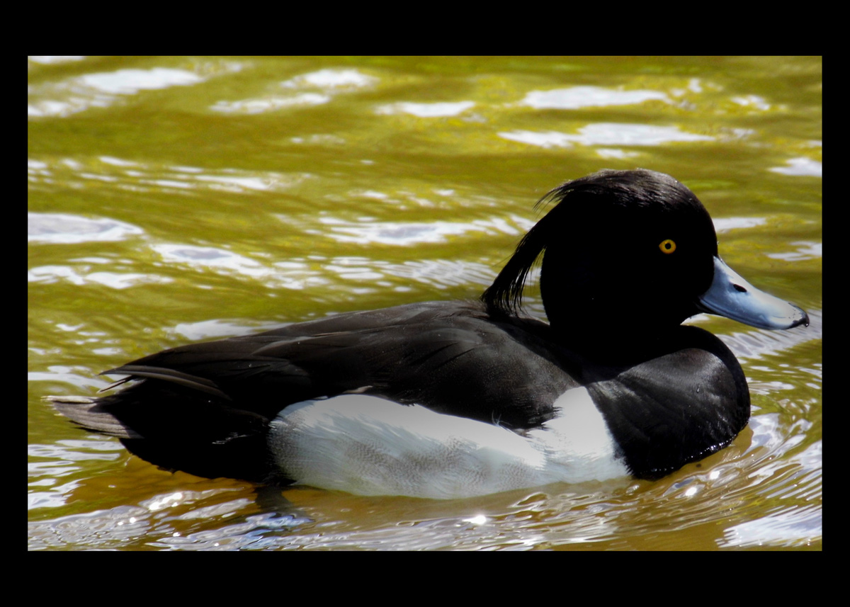 Čejka chocholatá II