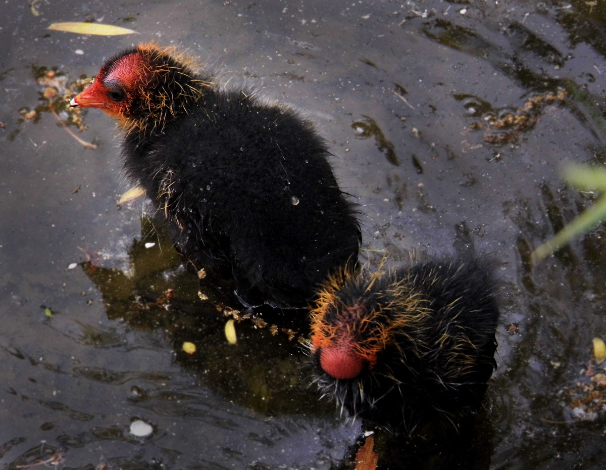 Ptáčata Lysky Černé