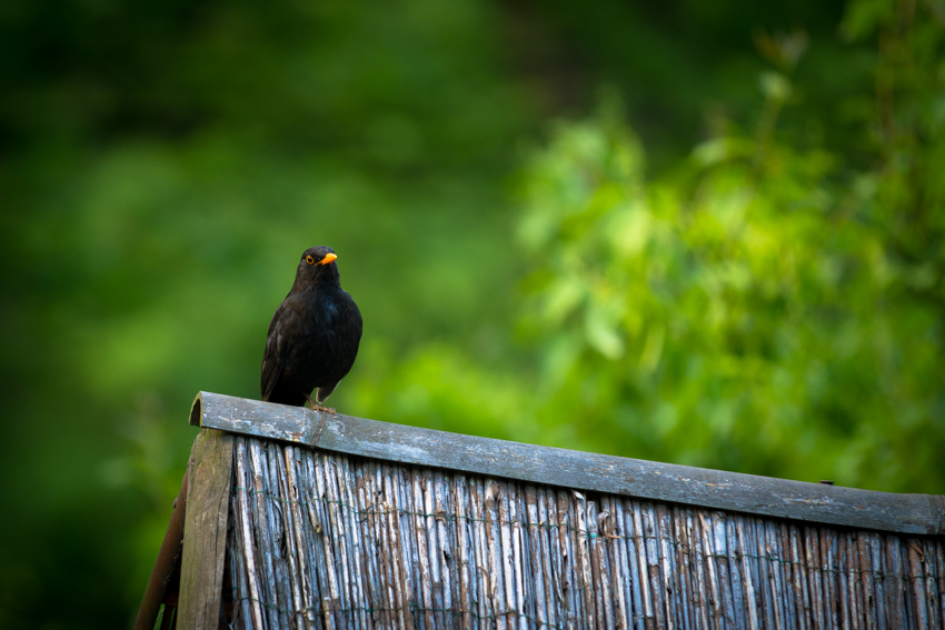 Co jineho taky dotahnout ze ZOO, neasi :)