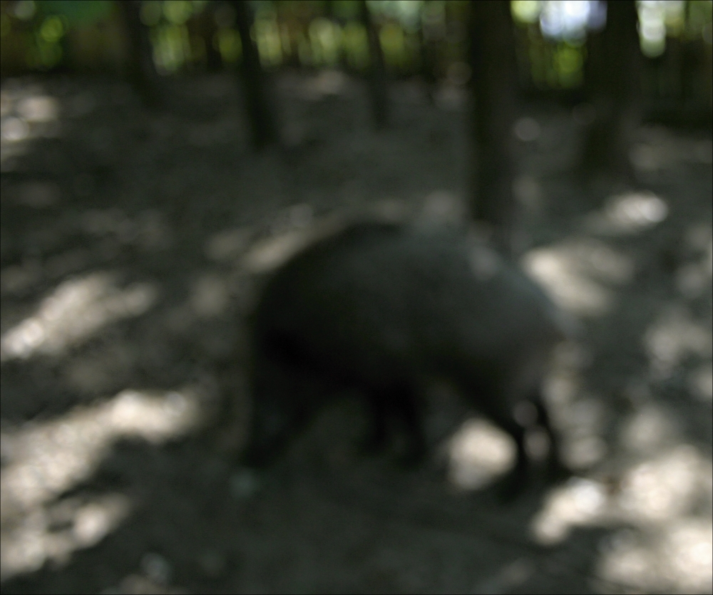 Letní odpoledne divočáka Pepy ...