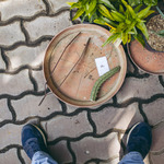 Pozvedněte své kaktusy vstříc novým zítřkům