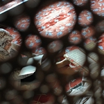 Istanbul (VII) Blue Mosque