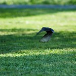 Špačíček pán ...