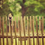 Haló, pane Krakonoš ...