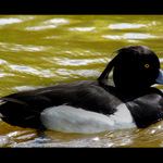 Čejka chocholatá II