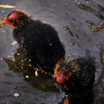 Ptáčata Lysky Černé