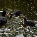 Mláďata při krmení