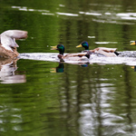 Hlavne ji nevylekat neasi ;-)