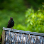 Co jineho taky dotahnout ze ZOO, neasi :)