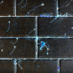 reprodukce